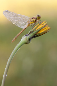 Macro Photography How To Tip #2 - Before you take your photo check for any distractions in the background