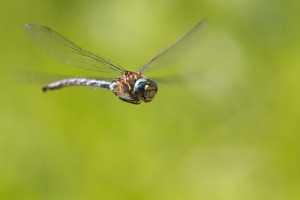 Macro Photography How To Tip #5 - Leave space in front of your object