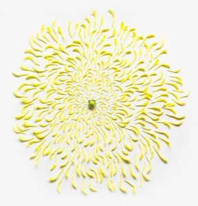 Macro photography ideas - deconstructed flower