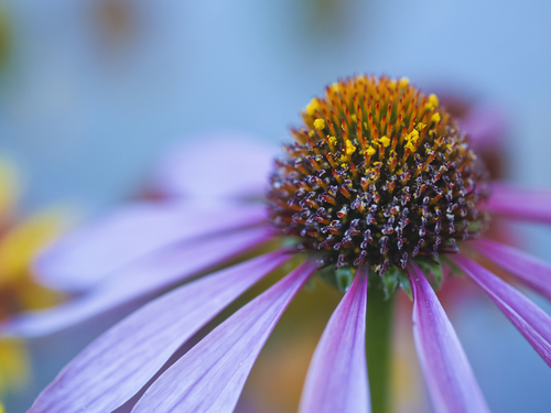 Macro Photograph Video Tutorial - Your composition can help to draw your viewers in.