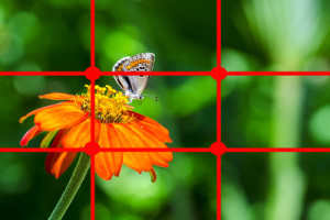 Macro Photography How To Composition