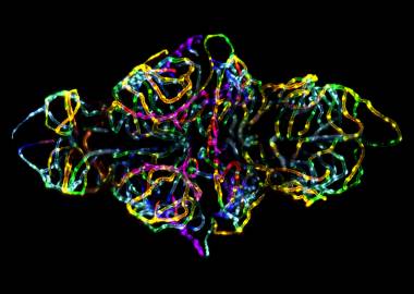 Dr Peters and Dr Taylor's entry into the Nikon Small World competition.