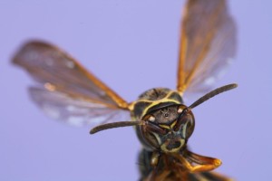 Focus Stacking - Photo #1