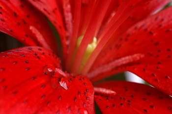 About Macro Photography Subjects - Parts Of A Flower