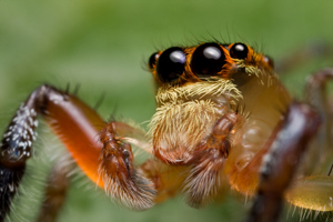 Macro Photography - Spider Identification