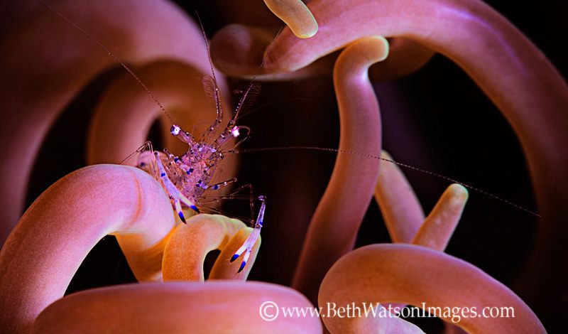 Photography Competition - Anemone Shrimp by Beth Watson