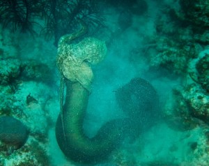 Moray Eel and Octopus - 2006