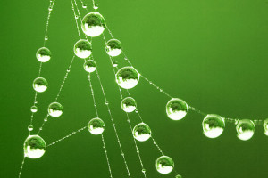 reverse lens dewdrops on web4