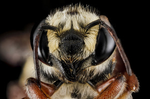 Macro Photography by USGS