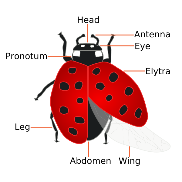 Coccinellidae_(Ladybug)_Anatomy.svg