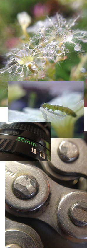 Macro Photography through the Easy-Macro Lens by Nicki Lautemann