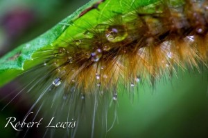 Macro Photography Tip - Getting an extreme close up of your subject may sometimes not be as interesting