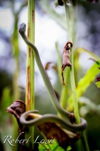 Macro Photography Tip - Avoid shooting towards the ground to collect more light into your photos