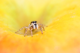 Macro Photography Tips To Help You Become a Better Photographer