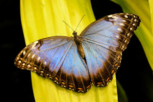 The Iconic Blue Morpho Butterfly (Rochester Butterfly Garden)
