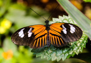 Butterfly (Rochester Butterfly Garden)