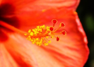 Hibiscus (Cincinnati Botanical Gardens)