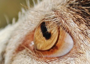 Goat Eyeball (Cincinnati Zoo)
