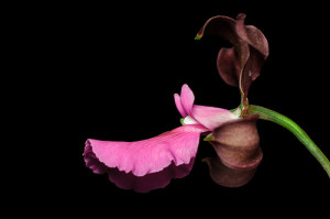 macro photography flower