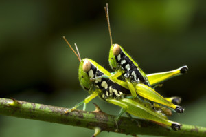 macro grasshopper