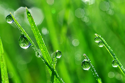 how to photograph dew drops
