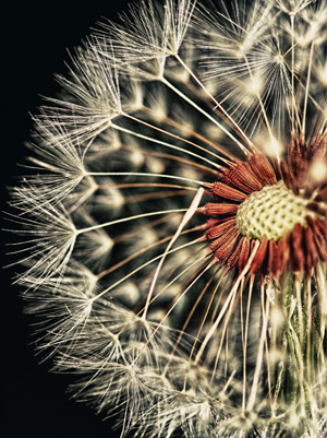 macro photography - photoshop tips for beginners